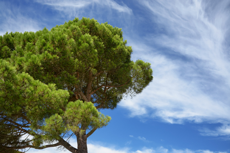 Green pine tree on sky backgroundの写真素材