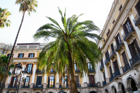 Multistory building with palms in old cityの写真素材