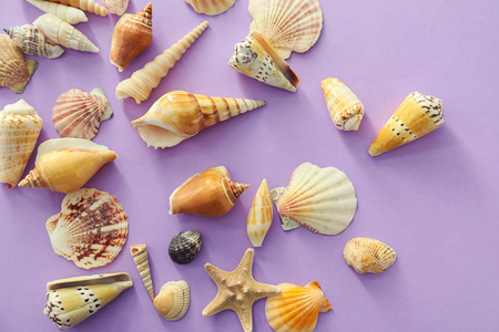 Different sea shells on color backgroundの写真素材