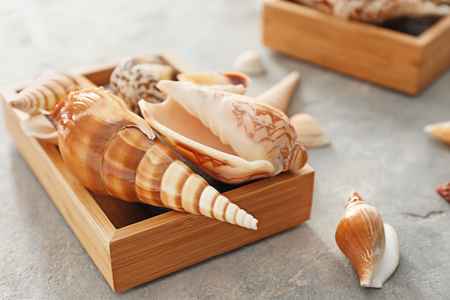 Box with different sea shells on grey backgroundの写真素材