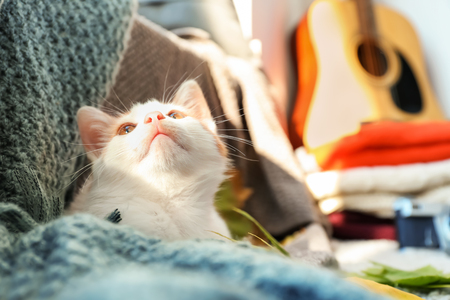 Cute little kitten lying on plaid at homeの写真素材