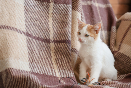 Cute little kitten on sofa at homeの写真素材