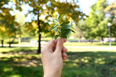 Female's hand with green plant outdoors. Ecology conceptの写真素材