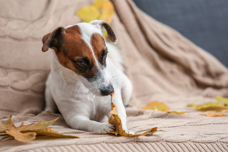 Cute funny dog with autumn leaves on sofaの写真素材