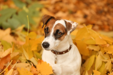 Cute funny dog on yellow leaves in autumn parkの写真素材