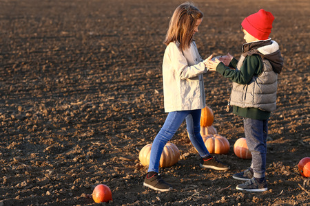 Cute little children with pumpkins in autumn fieldの写真素材