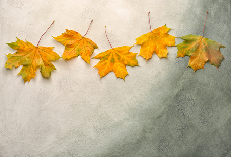 Beautiful autumn leaves on color background