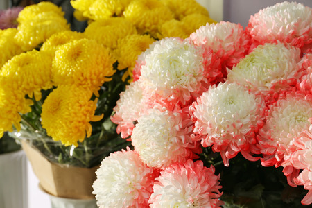 Bouquets of beautiful chrysanthemum flowers in shopの写真素材