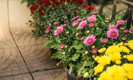 Pots with beautiful chrysanthemum flowersの写真素材