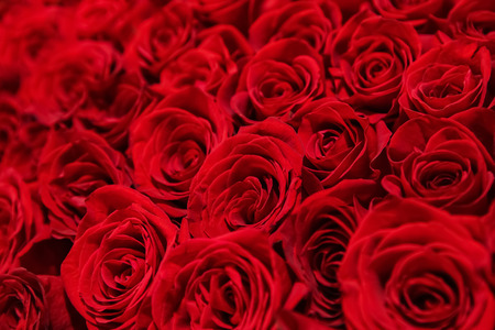 Plenty of beautiful red rosesの写真素材