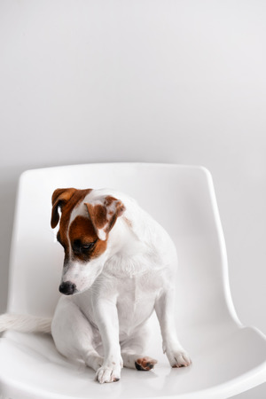 Cute funny dog sitting on chair against white wallの写真素材