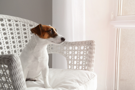 Cute funny dog in armchair at homeの写真素材
