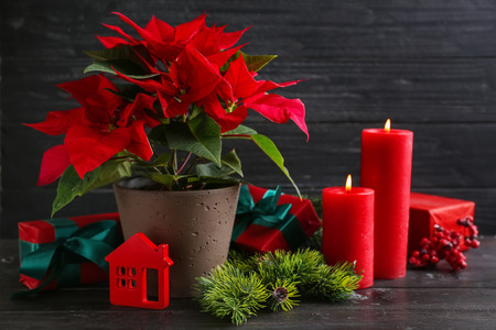 Christmas flower poinsettia with gift boxes and burning candles on wooden tableの写真素材