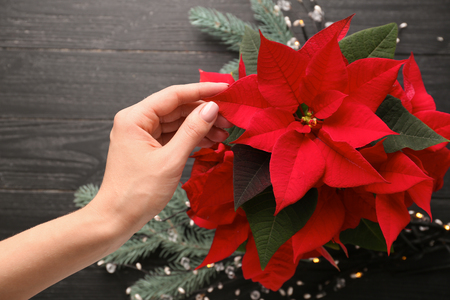 Woman with Christmas flower poinsettia, closeupの写真素材