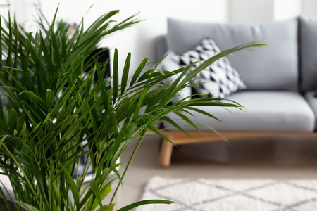Decorative Areca palm in interior of roomの写真素材