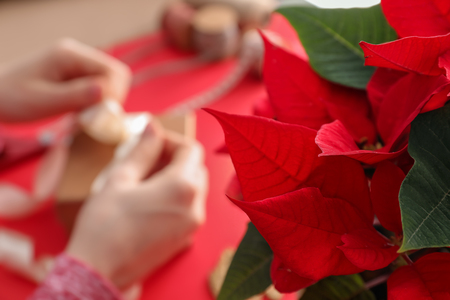 Christmas flower poinsettia, closeupの写真素材