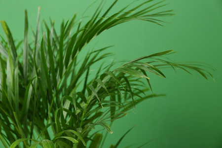 Decorative Areca palm on color backgroundの写真素材