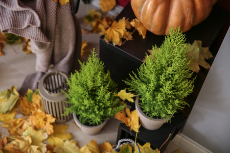 Beautiful autumn decorations in roomの写真素材