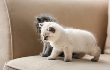 Cute little kittens on sofa at homeの写真素材