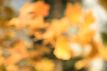 Blurred view of tree in autumn park, closeup