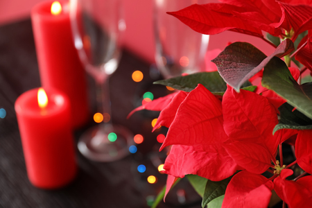 Christmas flower poinsettia, closeupの写真素材