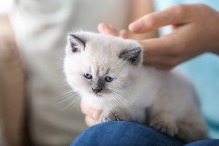 Young woman with cute little kitten at homeの写真素材