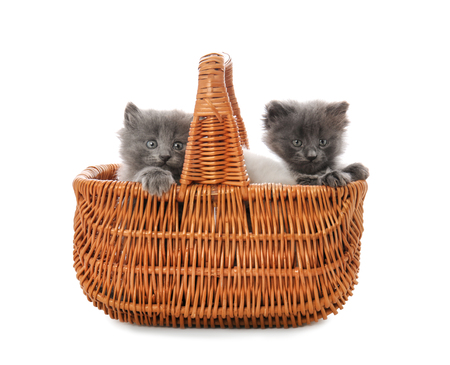 Cute little kittens in wicker basket on white backgroundの写真素材