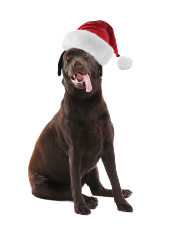 Cute funny dog in Santa hat on white backgroundの写真素材