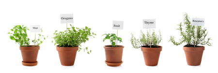 Different fresh herbs in pots on white backgroundの写真素材