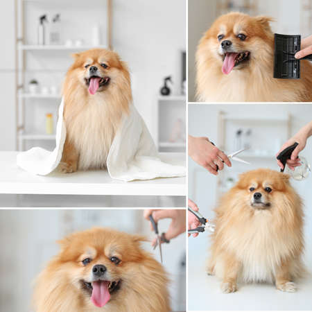Collage of photos with cute dog in grooming salonの写真素材