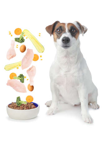 Cute Jack Russell Terrier near bowl with pet food on white backgroundの写真素材
