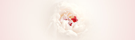 Beautiful white peony flower on light backgroundの写真素材