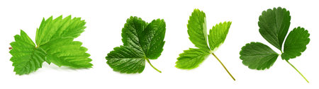 Green strawberry leaves on white background