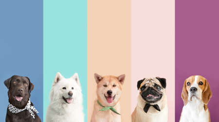 Collage of photos with different dogs