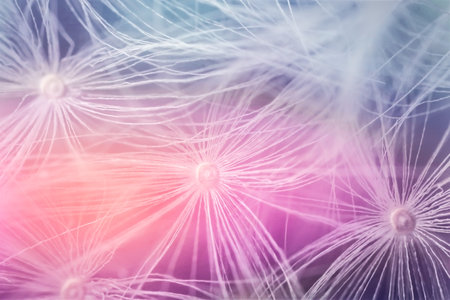 Closeup view of beautiful dandelion