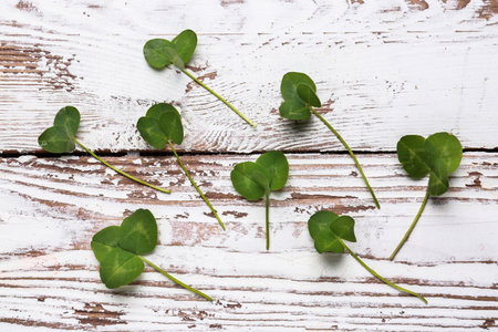Fresh green clover on white wooden background
