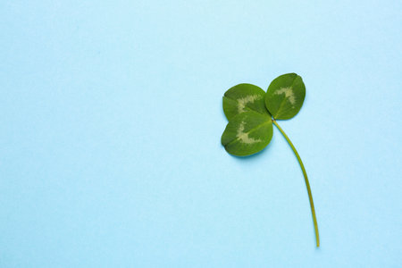 Fresh green clover on color backgroundの写真素材
