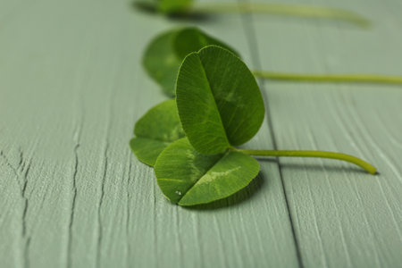 Fresh green clover on color wooden backgroundの写真素材