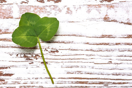 Fresh green clover on white wooden background