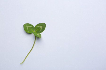 Fresh green clover on light backgroundの写真素材