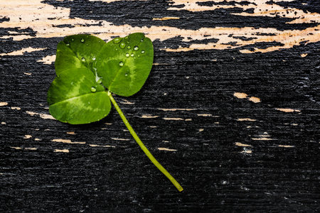 Fresh green clover on dark wooden backgroundの写真素材