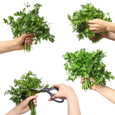 Female hands with fresh parsley on white backgroundの写真素材