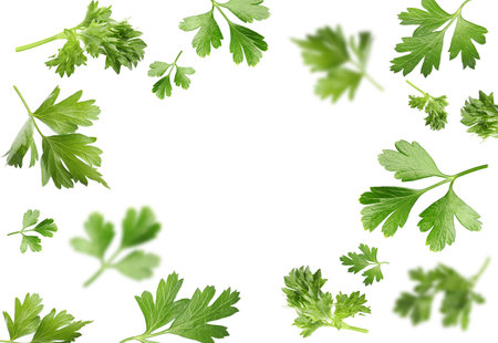 Frame made of flying fresh parsley on white backgroundの写真素材