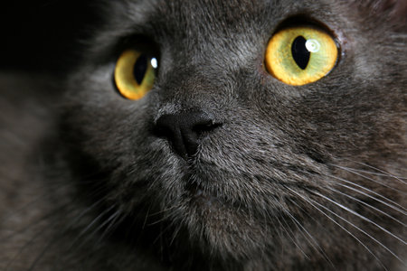 Cute funny cat, closeupの写真素材