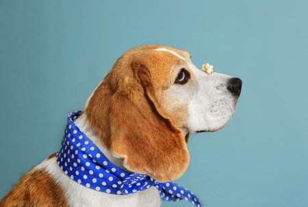 Cute funny dog with popcorn on nose against gray backgroundの写真素材