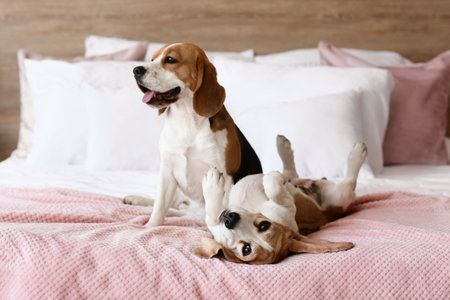 Cute dogs on bed at homeの写真素材