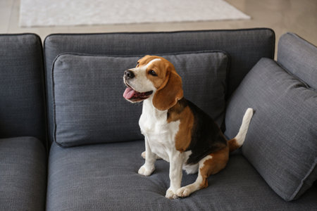 Cute funny dog sitting on sofa at homeの写真素材