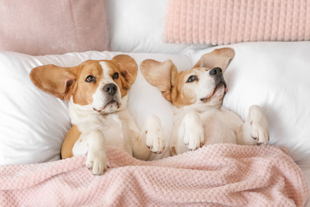 Cute funny dogs lying in bed at home
