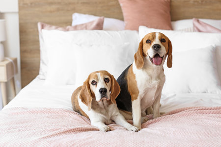Cute dogs on bed at homeの写真素材