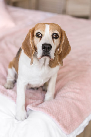 Cute dog on bed at homeの写真素材